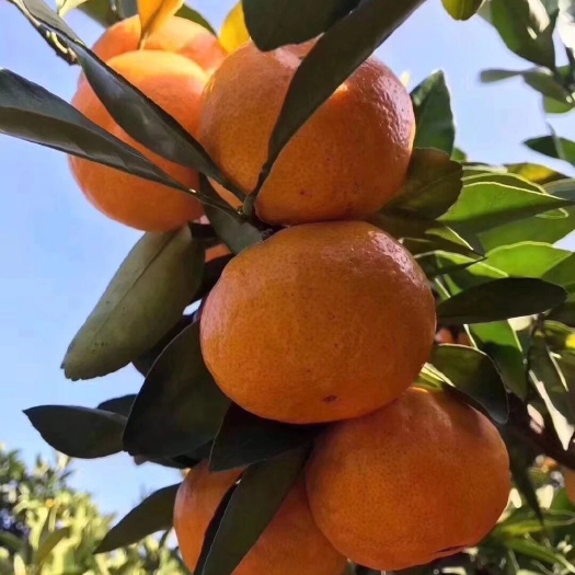 临海市临海涌泉蜜橘   甜度13   皮薄多汁   甜而无渣