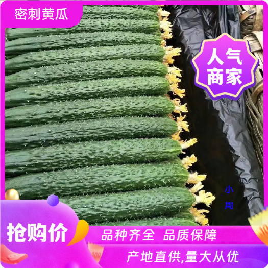 湛江徐闻密刺黄瓜 青瓜 稳定一手货源 按需分拣