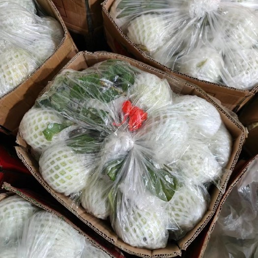 化州市珍珠番石榴质量保证现在现发