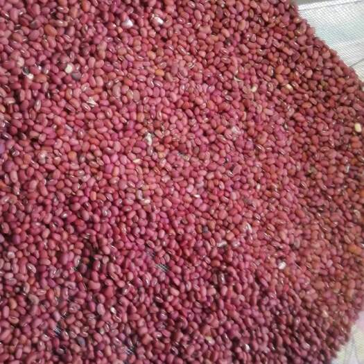 来安县新上市自家种的红豆