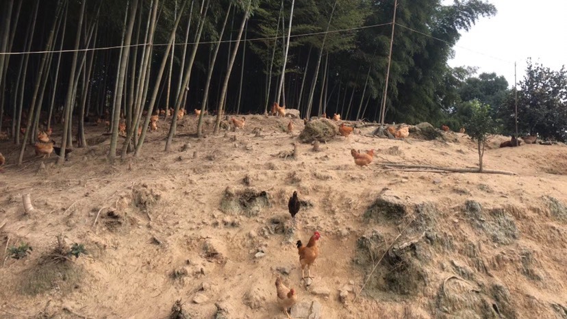 长沙县散养土鸡蛋