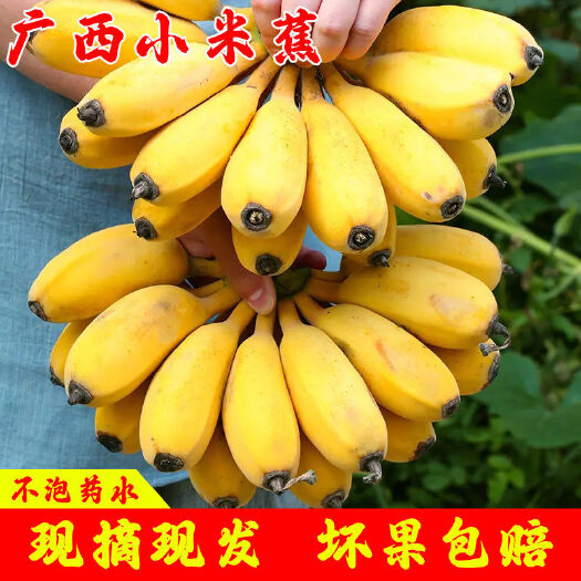 南宁广西新鲜小米蕉农家自种现砍发货当季新鲜水果大芭蕉香蕉一件代发