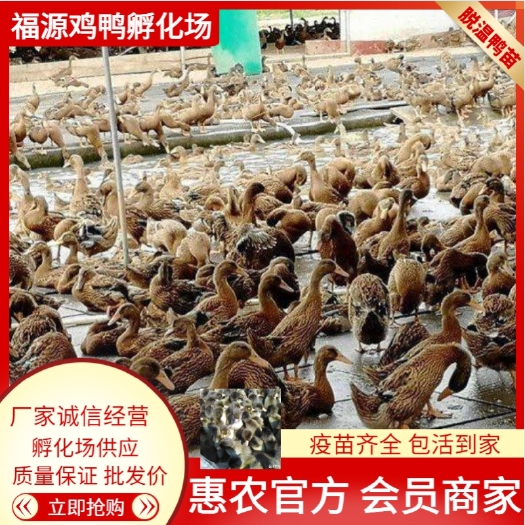 萧县产蛋率高的蛋鸭 活体脱温鸭苗养殖场 鼎诺 批发零售