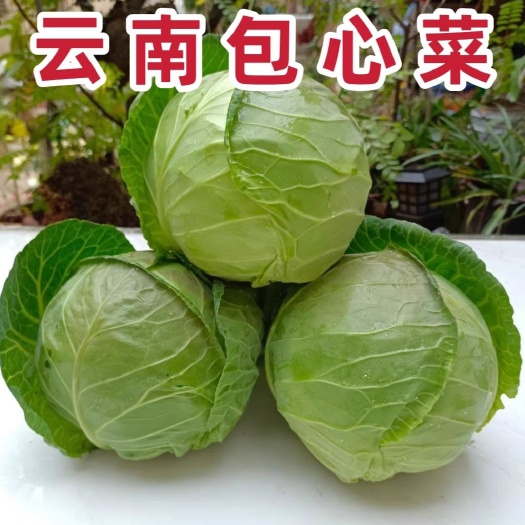 云南新鲜卷心菜甘蓝包菜现发包邮