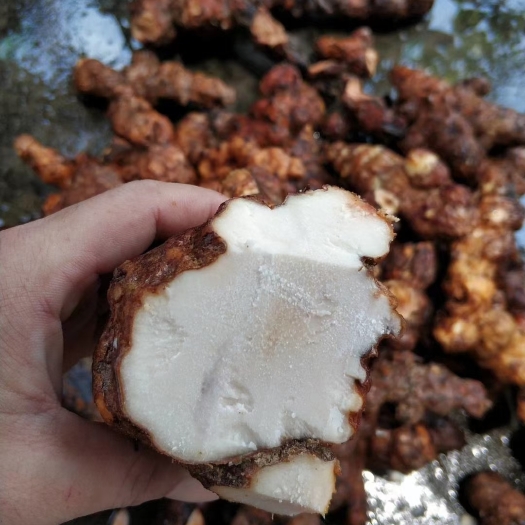 梧州梧州本地白肉粉质土茯苓