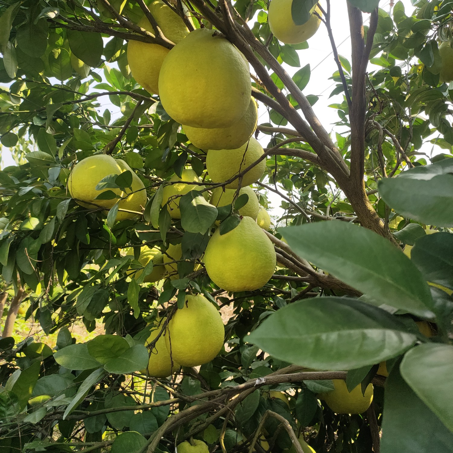 江永香柚，自家果园，口感好水份足，30年左右老树柚，