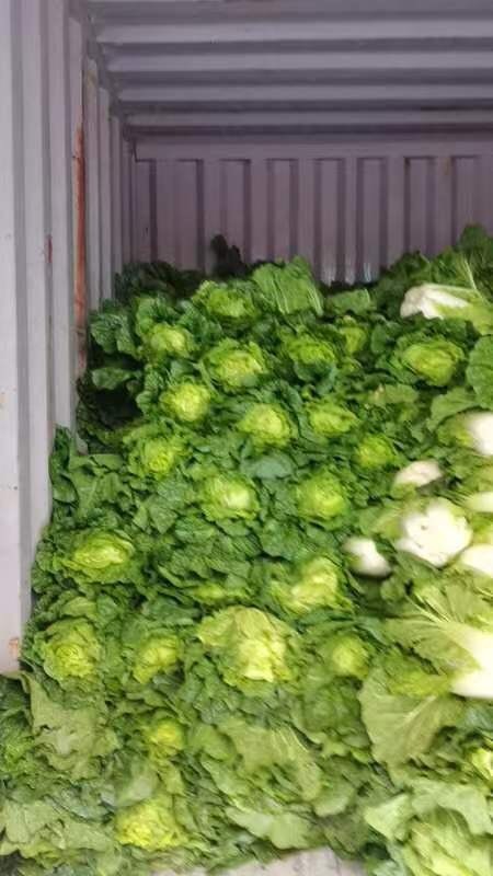 六盘水青麻叶大白菜
