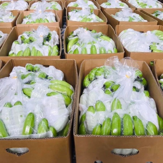 河口县国产/老挝/越南精品香蕉  3-4把  产地直发精品香蕉