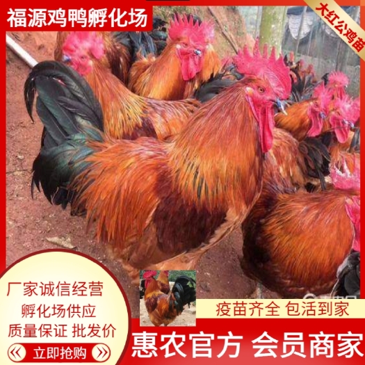 大红公鸡苗，安徽河南送货上门红公鸡5斤多的大红公鸡苗