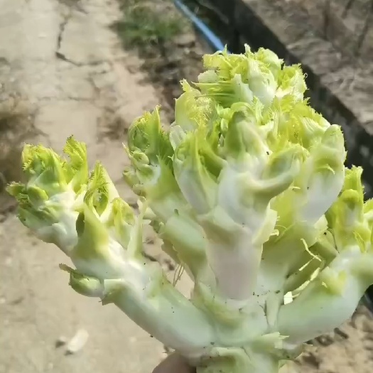 三台县儿菜