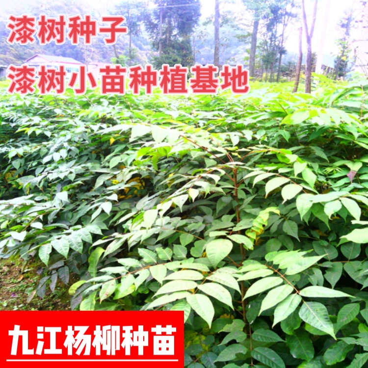 漆树种子 漆树小苗种植基地 净子 育苗种子 产地价格批发