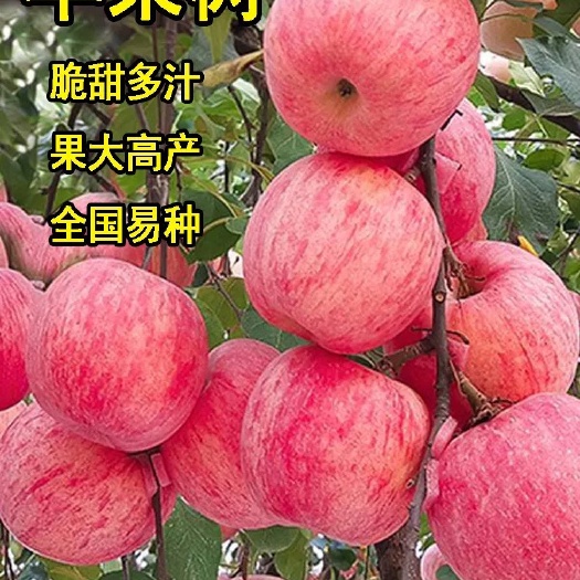 烟富10苹果树苗  烟富8  长富2号嫁接苹果树苗南方北方种