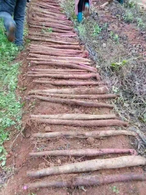 紫玉淮山