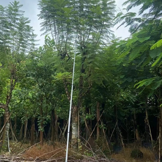揭阳蓝花楹2-30分袋苗，移植苗