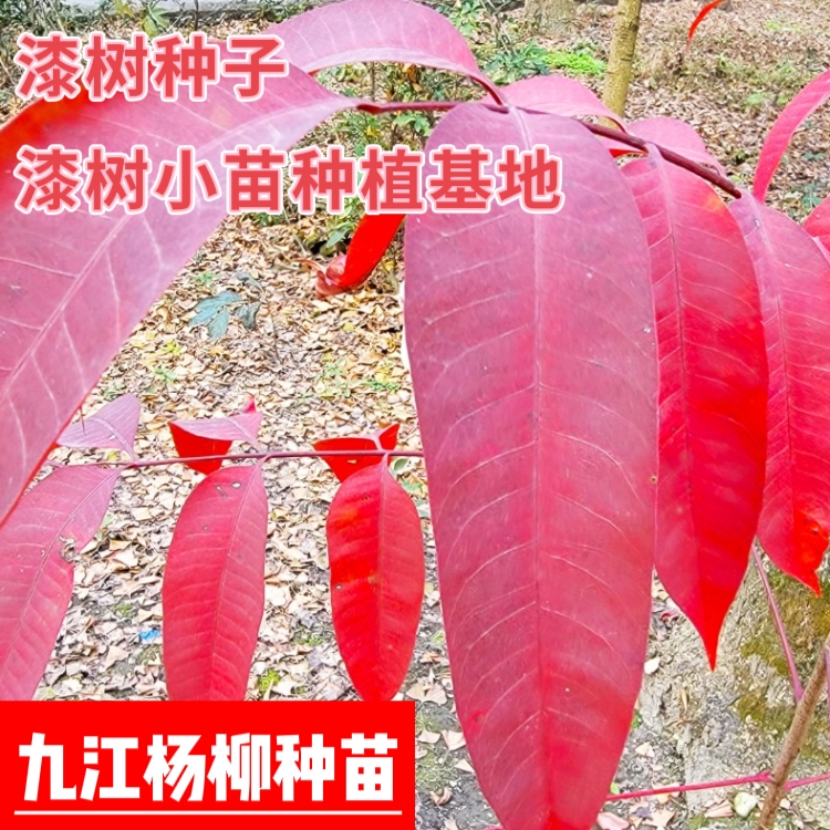 漆树种子 漆树小苗种植基地 净子 育苗种子 产地价格批发