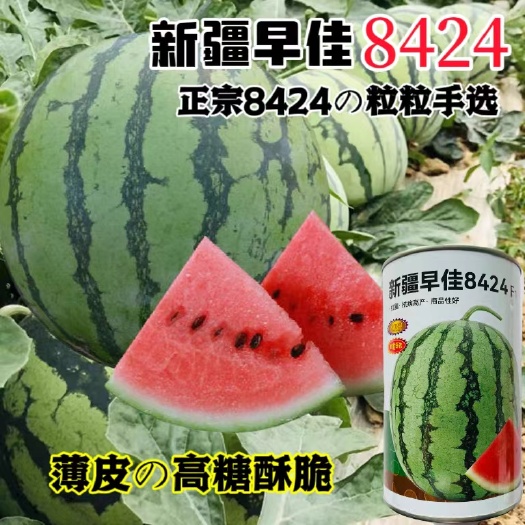 新疆早佳8424西瓜种子抗病优质红瓤西瓜种籽农家春秋播西