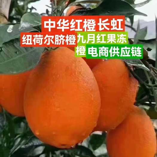 秭归县电商畅销一件代发》纽荷尔九月红果冻橙长红脐中华红対接社团电商