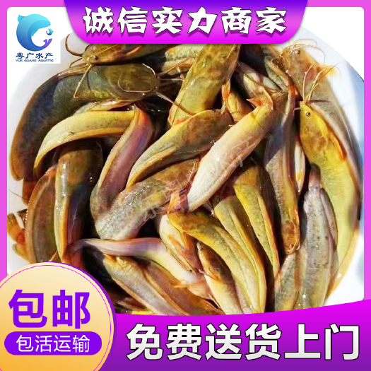 皇妃一代 鱼苗 场地直销 量大从优 专车送货 
货到付款
