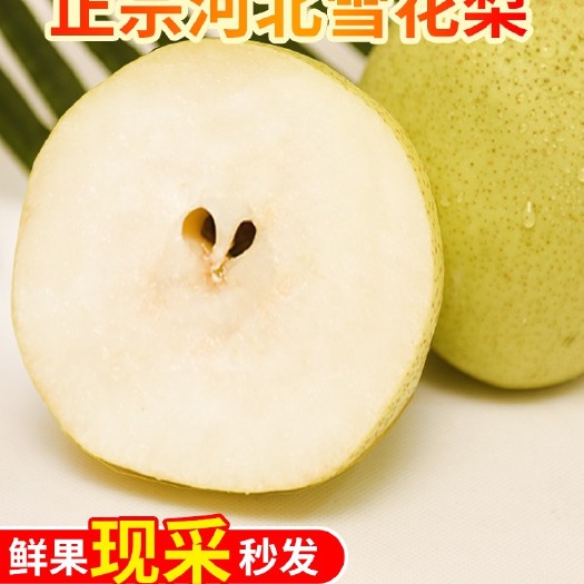 雄县雪花梨