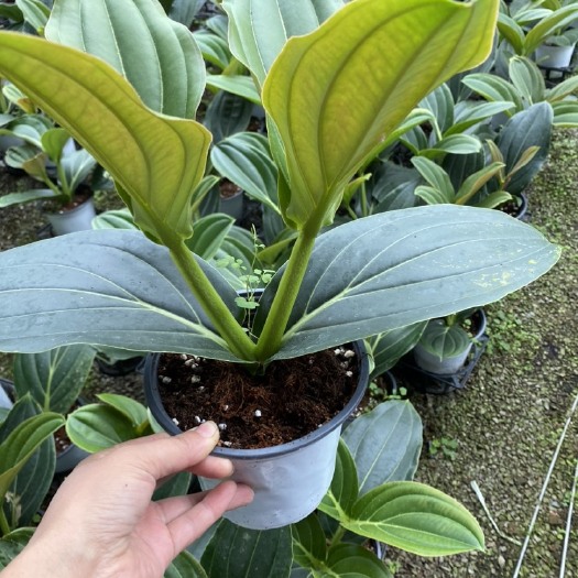 青州市荷兰宝莲灯中苗