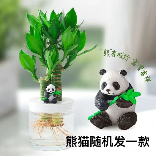 广州富贵竹观音竹带根客厅卧室房间 室内带根须 高贵水培熊猫超萌卡
