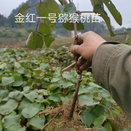 永顺县水杨桃嫁接东红一号