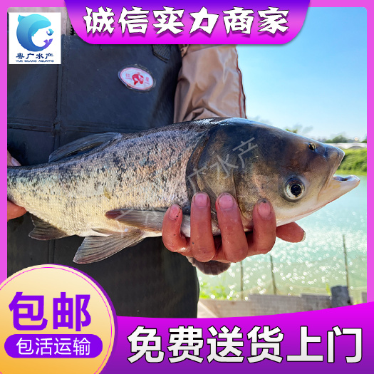 场地直销 花鲢鱼苗 免费送货  量大从优 胖头鱼苗