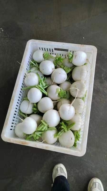 金品圆萝卜