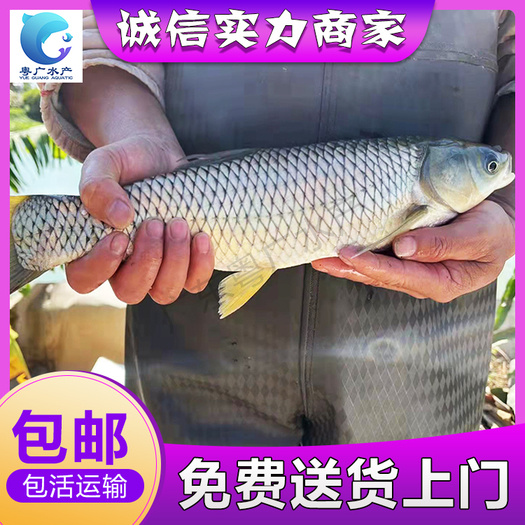场地直销脆肉鲩鱼苗 免费送货 货到付款
量大从优