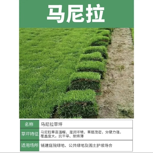 沭阳县草坪
