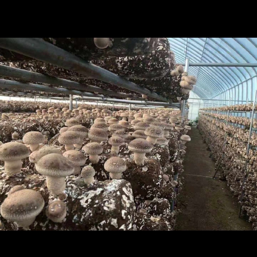 招远市上市公司香菇菌棒，直接出菇