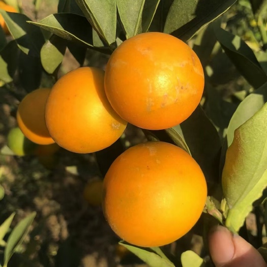 德昌县脆蜜甜金桔