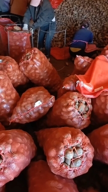 红皮黄心小土豆