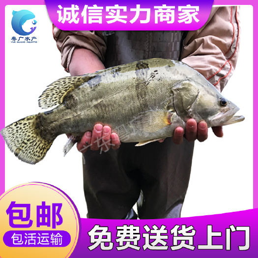 饲料桂鱼苗鳜鱼苗斑桂
鱼苗翘嘴鱼苗 淡水养殖鱼苗批发