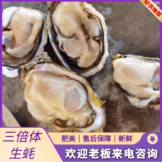 诏安县三倍体生蚝 福建生蚝，三倍体，肥度好 规格硬