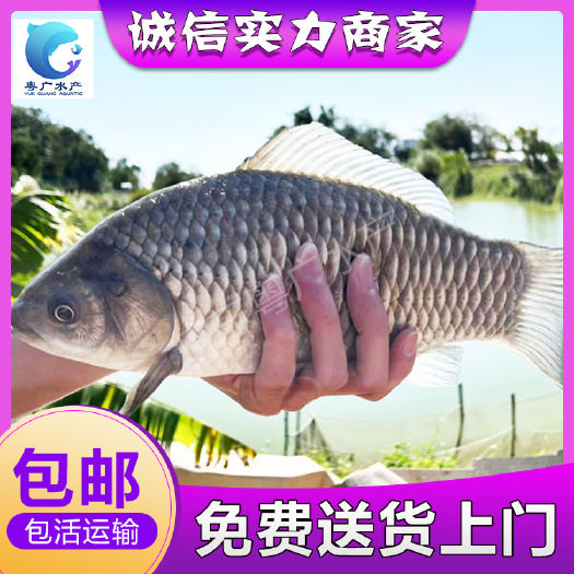 场地直销中科三号鲫鱼苗 免费送货 货到付款 支持全国发货