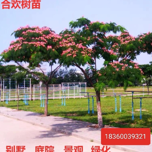 沭阳县合欢树苗合欢苗绒花树苗芙蓉花树苗庭院盆栽合欢花苗绿化工程树苗