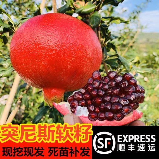 平邑县石榴树树苗突尼斯软籽石榴石榴苗盆栽庭院果树特大无籽甜石榴树苗
