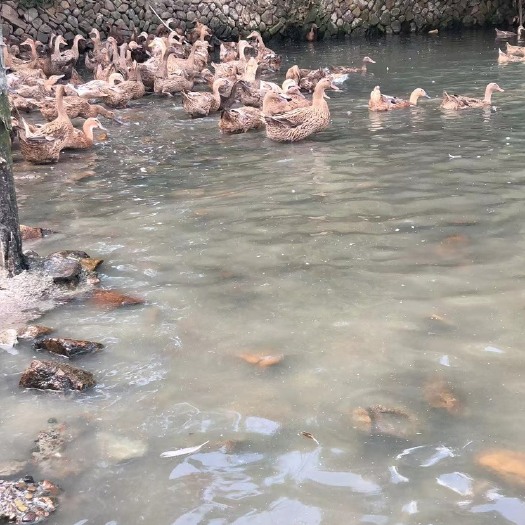 台州青壳4号淘汰蛋鸭。