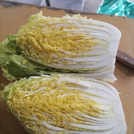 东台市苏北大白菜大量供应