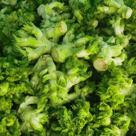 赫章县儿菜大量上市欢迎对接合作
