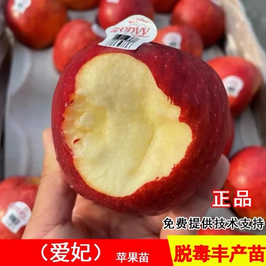 平邑县嫁接新西兰爱妃脆甜苹果树苗南方北方种植盆地栽当年结果苹果树