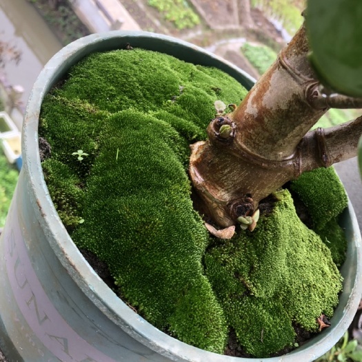 杭州精品朵朵苔藓