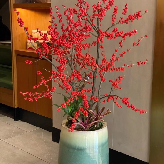 沭阳县北美冬青耐寒好养南北方都可以栽种年宵花卉带果发货盆栽地栽