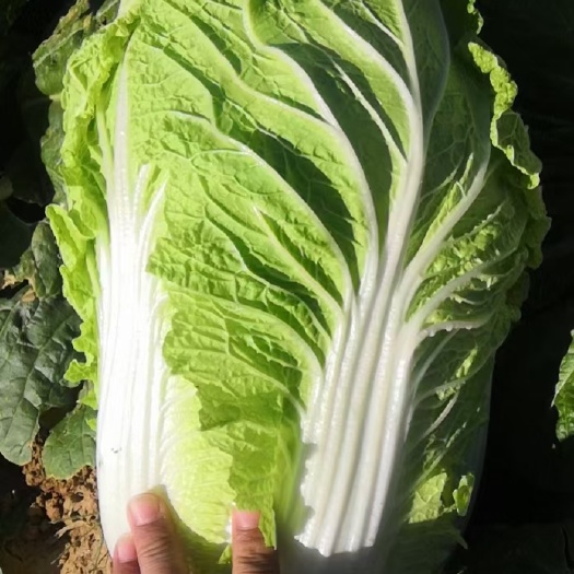 精品白菜