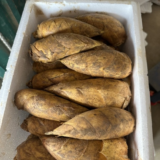 遂川县江西吉安精品冬笋产地现挖现发