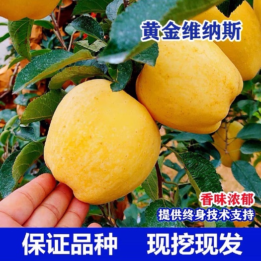 平邑县嫁接苹果树苗盆栽庭院地栽维纳斯黄金苹果苗南方北方种植当年结果