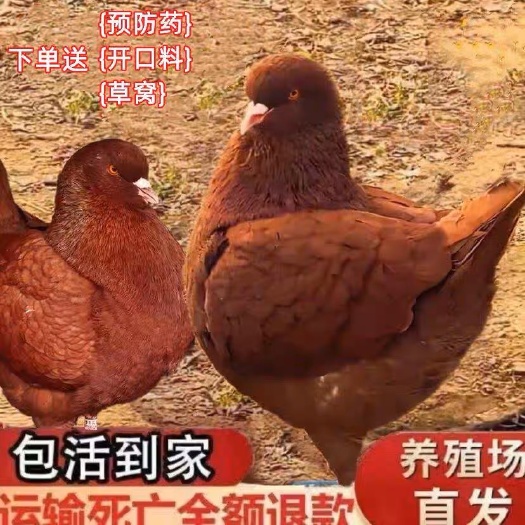 长沙元宝鸽一对包邮包活 大型鸽子活体