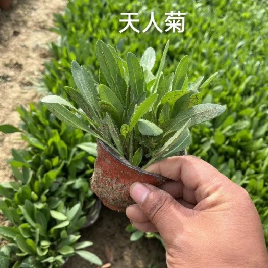 嘉善县天人菊