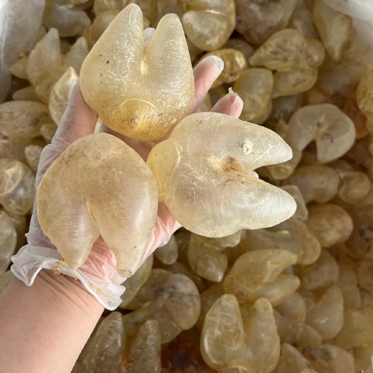 广州鸡泡胶又称生仔胶 包邮 口感好 增厚内膜 胶质好一手货